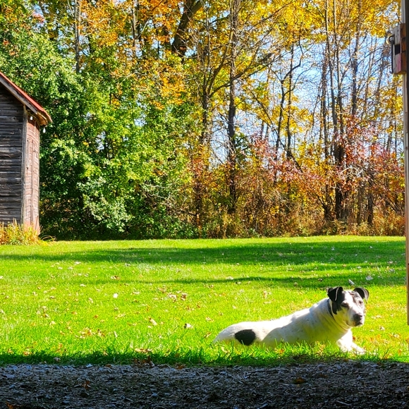 Meet your Posher, Nicole - Picture 1 of 2